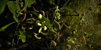 Kto może być beneficjentem?