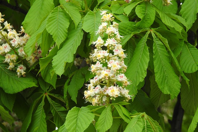 Czy można kupić legalna maturę? Czy można kupić legalna maturę?
