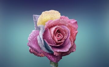 Co oznacza ro w JPK?