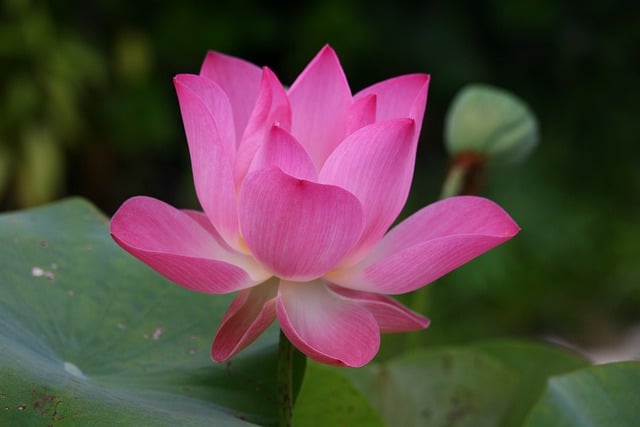 Jak się czyta alfabet po angielsku? Jak się czyta alfabet po angielsku?