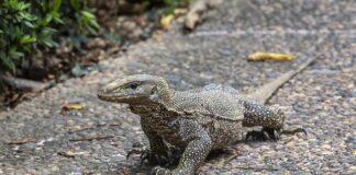 Czy lekarz rodzinny może wystawić skierowanie na zabiegi rehabilitacyjne?