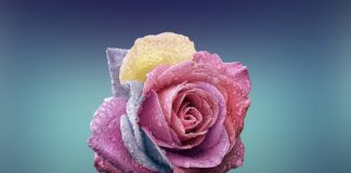 Czym się różni filozofia od ideologii?