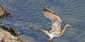 Na czym polega rozliczanie VAT?